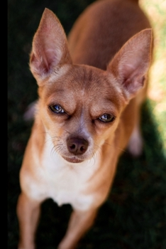 Planner: 2020 diary: Increase productivity, improve time management, reach your goals: Brown Chihuahua dog: Modern artistic photography style cover