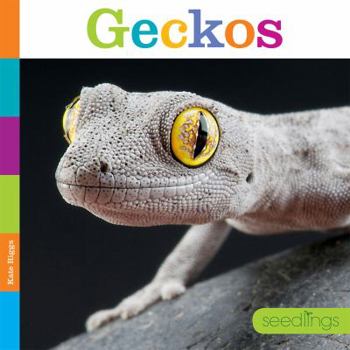 Paperback Seedlings: Geckos Book