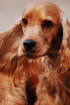 My Faithful Companion Dog Journal: Cute Journal & Blank Notebook with Wildlife, Pets & Animals related Theme | School, College & Work Journal For ... For Dog  Lovers (Therapeutic  Companions)