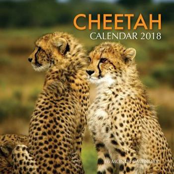 Cheetah Calendar 2018: 16 Month Calendar
