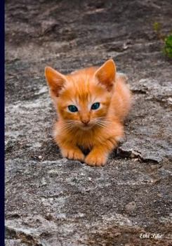 Paperback Ethi Pike: Orange Kitten Book