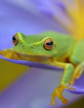 Frog Notebook - College Ruled: 8.5 x 11 - 101 Sheets / 202 Pages