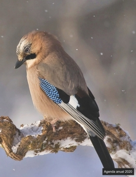 Agenda anual 2020: Agenda anual para 2020, 12 meses, agenda de 52 semanas  con tareas y metas; formato A4+; motivo: Vogel (Spanish Edition)