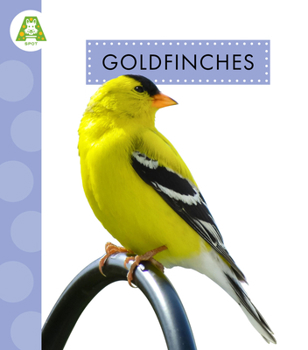 Goldfinches (Spot Backyard Birds)