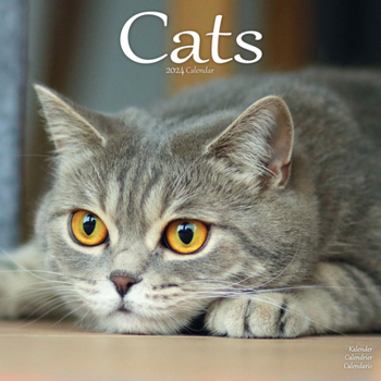 Calendar 2024 Cats Wall Calendar Book