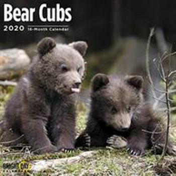 Calendar Bear Cubs Wall Calendar 2020 Book