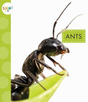Ants - Book  of the Spot Creepy Crawlies