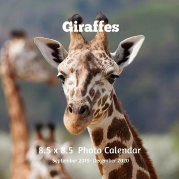 Paperback Giraffe 8.5 X 8.5 Calendar September 2019 -December 2020: Monthly Calendar with U.S./UK/ Canadian/Christian/Jewish/Muslim Holidays-Giraffe Animals Nat Book