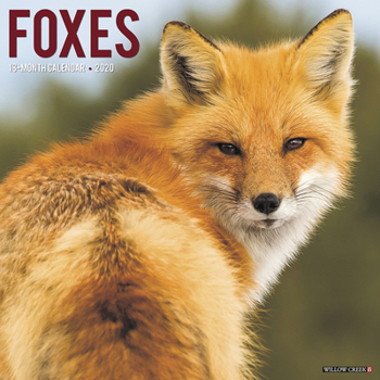 Calendar Foxes 2020 Wall Calendar Book