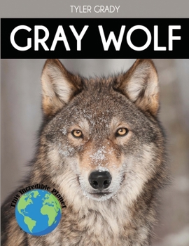 Paperback Gray Wolf: Fascinating Animal Facts for Kids Book