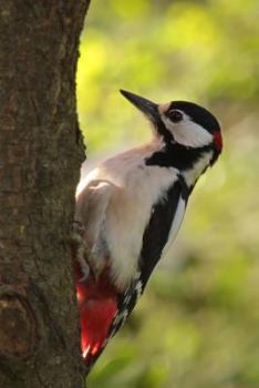 Great Spotted Woodpecker, Birds of the World: Blank 150 Page Lined Journal for Your Thoughts, Ideas, and Inspiration