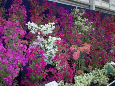 Lovely English Gardens