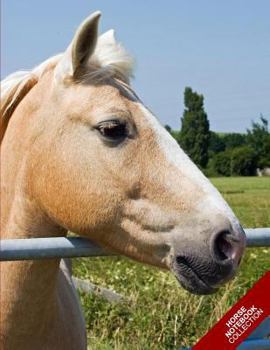 Horse Notebook Collection : (Horse Notebook, Journal, Diary) (Notebook Gifts) Collect Them All