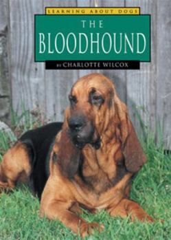 Bloodhound - Book  of the Learning About Dogs