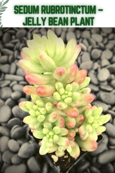 Paperback Sedum Rubrotinctum - Jelly Bean Plant: Become a professional Planter Book