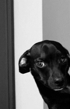 Jasper: Adorable Min Pin Chihuahua Dachshund Mix, Wide Ruled Journal Notebook, Use for Ideas, as a Diary, Great Gift for Anyone Who Loves Dogs