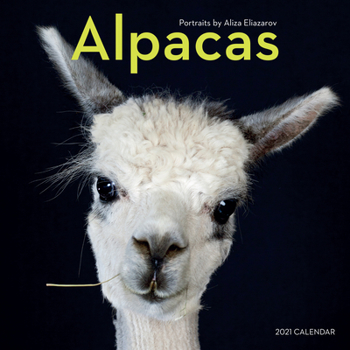 Calendar Alpacas Wall Calendar 2021 Book