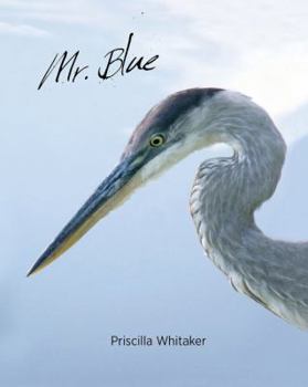 Hardcover Mr. Blue Book