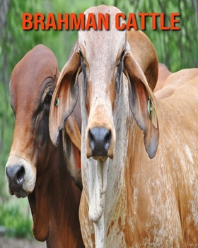 Paperback Brahman Cattle: Beautiful Pictures & Interesting Facts Children Book About Brahman Cattle Book