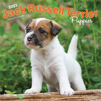 Calendar Jack Russell Terrier Puppies 2021 Square Book