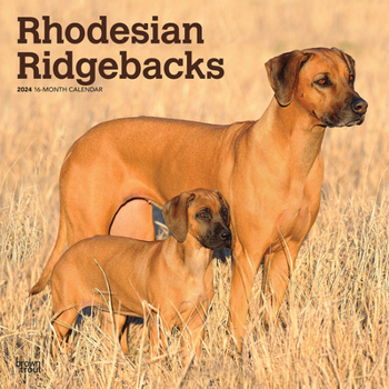 Calendar Rhodesian Ridgebacks 2024 Square Book