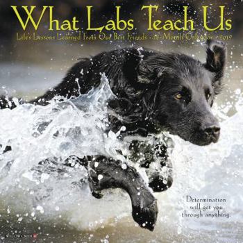 Calendar What Labs Teach Us 2019 Wall Calendar (Dog Breed Calendar) Book