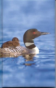 Hardcover Loon Blank Journal Book