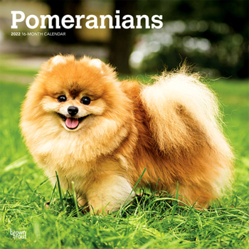 Pomeranians 2022 12 x 12 Inch Monthly Square Wall Calendar, Animals Small Dog Breeds DogDays