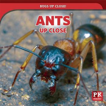Ants Up Close