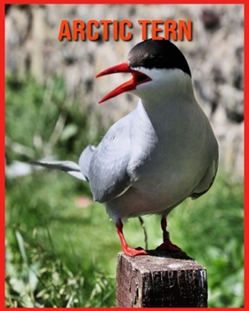 Paperback Arctic Tern: Super Fun Facts And Amazing Pictures Book