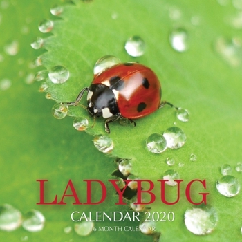 Paperback Lady Bug Calendar 2020: 16 Month Calendar Book