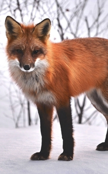 Journal: Fox Nature Animals Fauna Wildlife Wild Animal