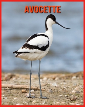 Paperback Avocette: Informations Int?ressantes et Amusantes Concernant les Avocette [French] Book