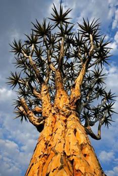 Paperback African Quiver Tree (Aloe Dichotoma( Succulent Journal: 150 Page Lined Notebook/Diary Book