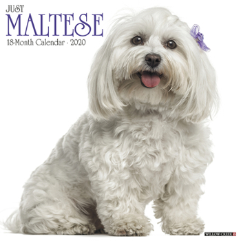 Calendar Just Maltese 2020 Wall Calendar (Dog Breed Calendar) Book