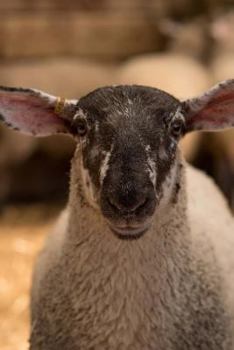 Paperback Sheep Notebook Book