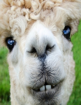 Alpaca Journal Composition Notebook: 8.5 x 11 150 page Blank College Lined Book | Funny Animal Notepad or To Do List for Llama and Alpaca Lover Gifts