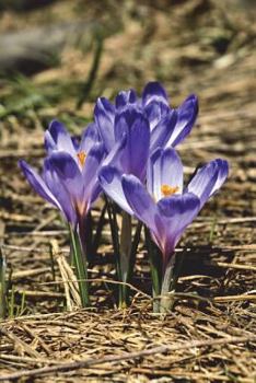 Paperback Early Spring Crocus Flowers in Blossom Journal: 150 page lined notebook/diary Book