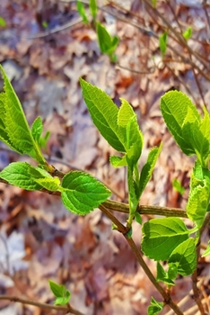 2020 Daily Planner Spring Leaves Emerge 388 Pages: 2020 Planners Calendars Organizers Datebooks Appointment Books Agendas
