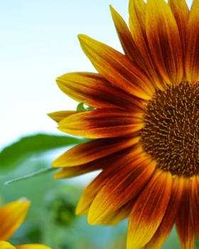 Journal: 200 Lined & Dated Pages, 8x10 Inches, Beautiful Orange Sunflower, Diary & Notebook for Writing, Brainstorming, Note-Taking, Relieving Stress & More