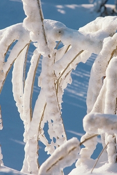 2020 Daily Planner Winter Theme Snow Covered Twigs 388 Pages: 2020 Planners Calendars Organizers Datebooks Appointment Books Agendas