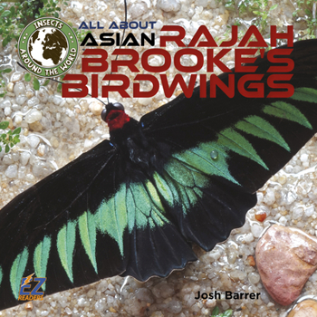 All About Asian Rajah Brooke's Birdwings