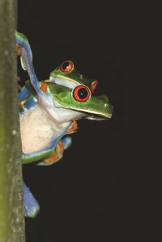 Paperback Red-Eyed Tree Frog Checking You Out Journal: 150 Page Lined Notebook/Diary Book