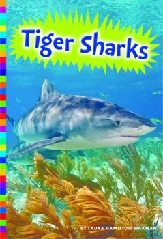 Tiger Sharks - Book  of the Sharks