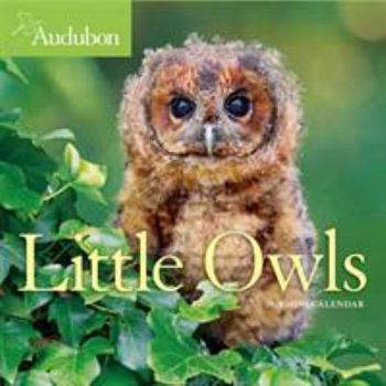 Calendar Audubon Little Owls Mini Wall Calendar 2020 Book