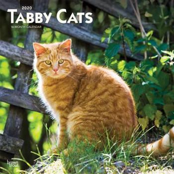 Calendar Tabby Cats 2020 Square Book