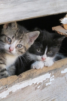 Paperback Barn Kittens Journal: 150 Page Lined Notebook/Diary Book