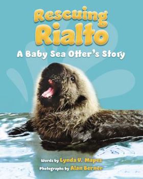 Hardcover Rescuing Rialto: A Baby Sea Otter's Story Book