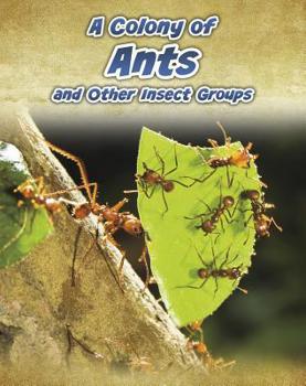 A Colony of Ants: And Other Insect Groups - Book  of the Animals in Groups