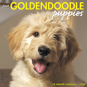 Calendar Just Goldendoodle Puppies 2020 Wall Calendar (Dog Breed Calendar) Book